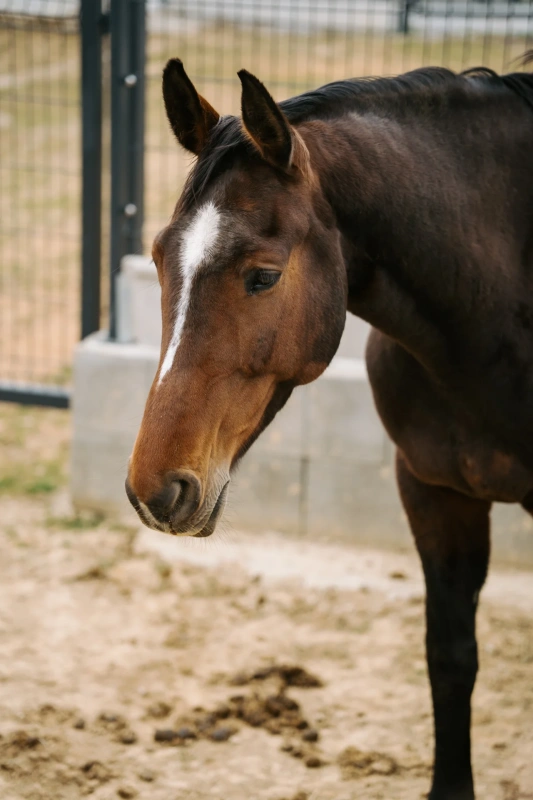 Bio farm park - Hlavná galéria