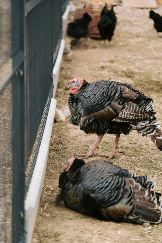Bio farm park - Hlavná galéria