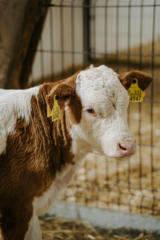 Bio farm park - Hlavná galéria