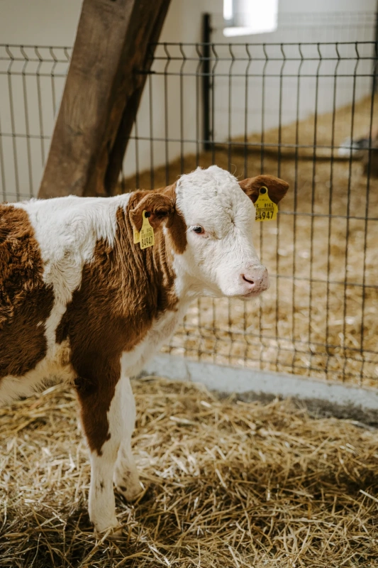 Bio farm park - Hlavná galéria