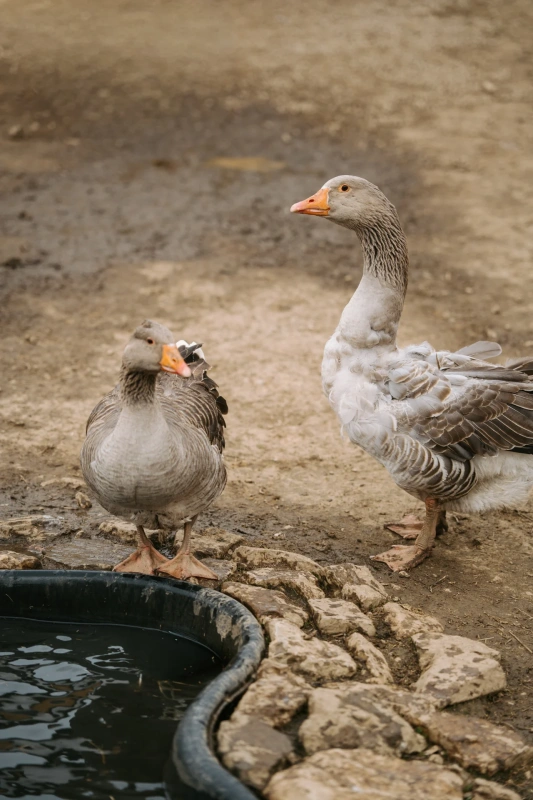 Bio farm park - Hlavná galéria