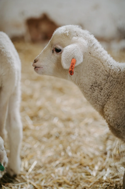 Bio farm park - Hlavná galéria