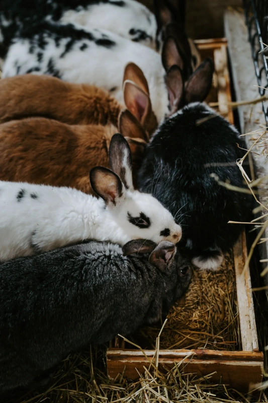 Bio farm park - Hlavná galéria