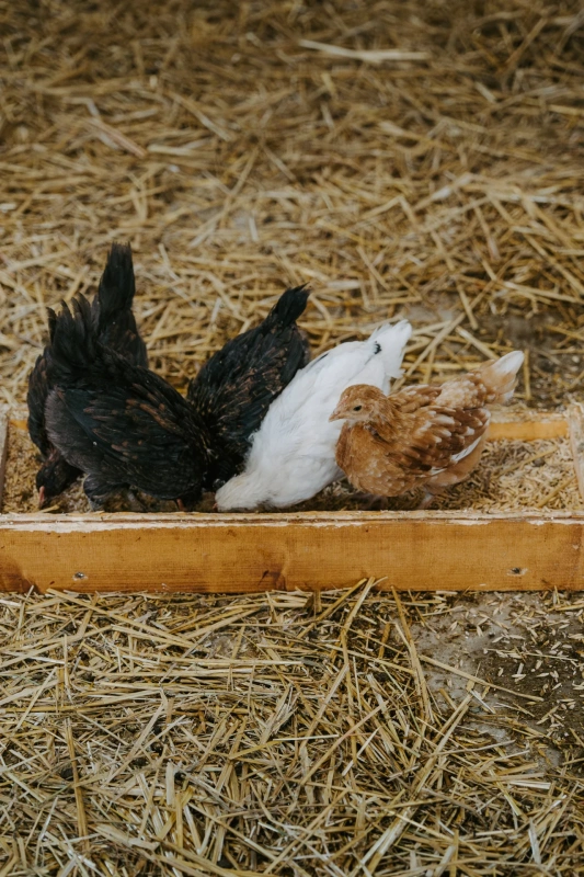 Bio farm park - Hlavná galéria