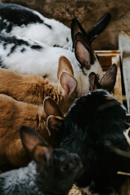 Bio farm park - Hlavná galéria