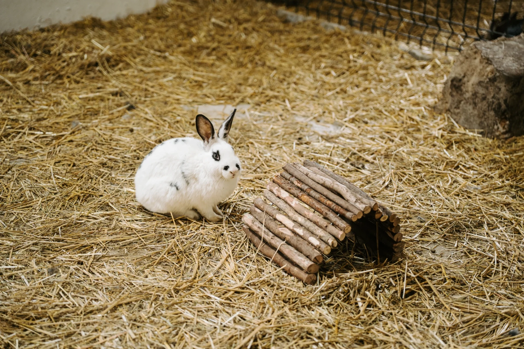 Prečo je jar najkrajším obdobím na farme